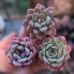 アンモコ様 リクエスト 2点 まとめ商品