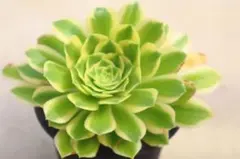 アエオニウム 蛍火粉黛花颜カット苗1頭 - メルカリ