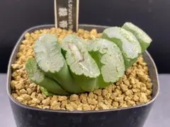2026年最新】玉扇 ハオルチアの人気アイテム - メルカリ