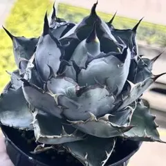 2026年最新】アガベチタノタ 種の人気アイテム - メルカリ