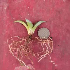 2025年最新】パラサナ トライアンファントの人気アイテム - メルカリ