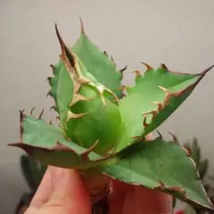 2026年最新】太陽神 アガベの人気アイテム - メルカリ