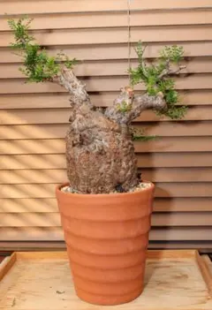 2025年最新】オペルクリカリア パキプス ベアルートの人気アイテム