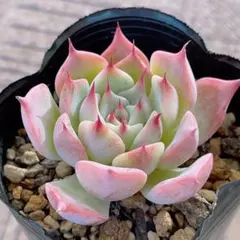 2025年最新】おらい リンゼアナの人気アイテム - メルカリ