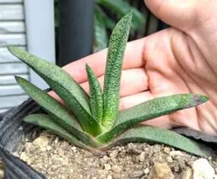ガステリア　春鶯囀のサムネイル