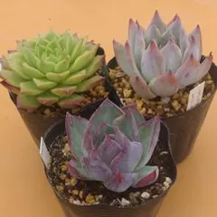 多肉植物　エケベリア3苗セットのサムネイル