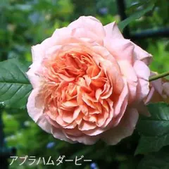 rakko様 リクエスト 2点 まとめ商品