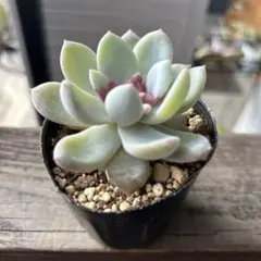 あさたん様 リクエスト 3点 まとめ商品