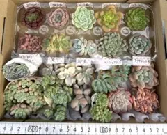 多肉植物 色んな種類詰め合わせセット大