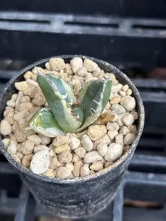 ライム_様SALE‼️アガベ　チタノタ　SAD斑入り‼️8398-500+600 アガベ チタノタ 南アフリカダイヤモンド / SAD-10 | アガベ専門店