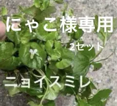 愛媛県産　無農薬　ニョイスミレ　小苗　増量中　2セット