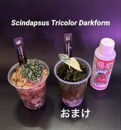 2026年最新】スキンダプサス トリカラーの人気アイテム - メルカリ