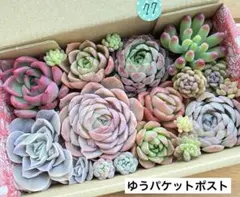 77 多肉植物　多肉弁当　詰め合わせ　寄せ植え　セット　カット苗　韓国苗　セダム