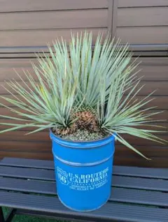 ロストラータ Hyb しっくすヘッド 水本 【ユッカ・ロストラータ＊Yucca rostrata】ダブルヘッド さ