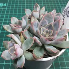 ふぁんふぁん様 リクエスト 3点 まとめ商品