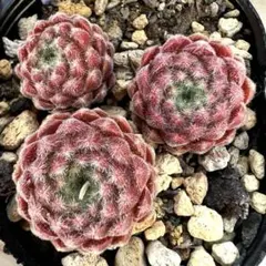 多肉植物 センペルビウム パシフィックテディ 4cmポット苗② - メルカリ