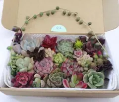 92.多肉植物　カット苗詰め合わせ　限定セール