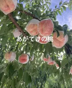 山形県産 減農薬栽培 桃 幻の桃「CX」ご家庭用 2キロ箱110