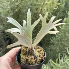 アンチェロッティ様 リクエスト 2点 まとめ商品