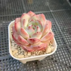 多肉植物　フローレンス錦　カット苗　極美斑、超美苗 レア 多肉植物 星シリーズ ファンタジー 白斑 舞乙女錦 13頭抜き苗 極