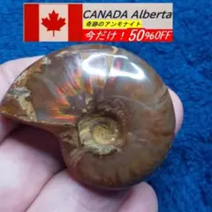 半額セール中！オパール化ファイアーレッドアンモナイト特A８９