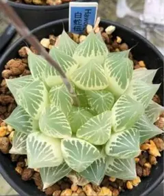 ハオルチア⭐️白蛇伝⭐️葉挿し三頭苗 発根済み めっちゃすくすく成長中！ 2025年最新】ハオルチア 白蛇伝の人気アイテム - メルカリ