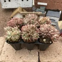 女雛　プラグ苗6苗セット　エケベリア　韓国苗