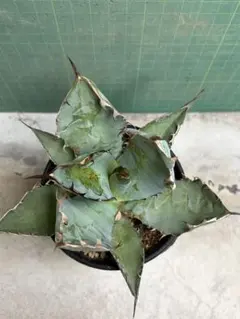 アガベ　チタノタブラックアンドブルー　Agave BB 発育苗のサムネイル