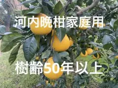 鹿児島特産品）サワーポメロ 箱満杯詰 いちき串木野市産 - メルカリ