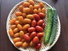 採れたてミニトマト600g　きゅうり2本のサムネイル