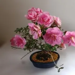 盆栽 皐月 サツキ ピンクの花 鉢植え - メルカリ