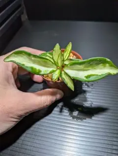 H*D様 ホヤ　エキゾチカ④のサムネイル