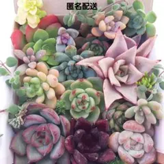 多肉植物 カット苗 詰め合わせ (小)