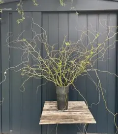 雲竜柳　切り枝100cm前後セット