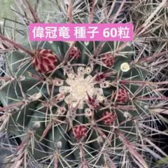 2026年最新】金冠竜の人気アイテム - メルカリ