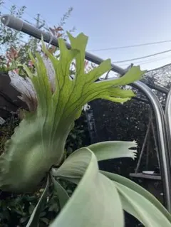 ぱぴこ様 リクエスト 2点 まとめ商品