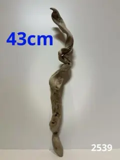 Item thumbnail for item 29553128-6762-4214-b291-1a41aa6b3bc6