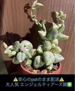 2025年最新】セネキオ 多肉の人気アイテム - メルカリ