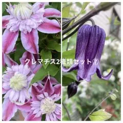 2025年新販売 クレマチス アシェリナ　正規品ラベル付き クレマチス アシェリナ Clematis 'Asherina' チューリップ咲きからやや