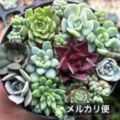 2026年最新】多肉植物エケベリア寄せ植えセット多肉弁当の人気アイテム