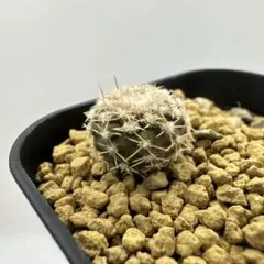 2026年最新】コルムナアルバの人気アイテム - メルカリ