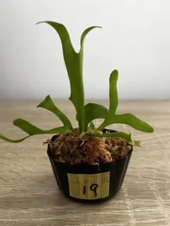 ビカクシダ リドレイ 幼苗（胞子培養株）19のサムネイル
