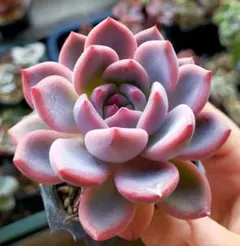 中里リンゼアナ　札付き 2026年最新】中里リンゼアナ 札の人気アイテム - メルカリ