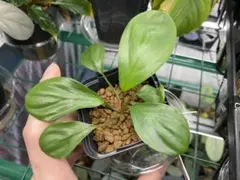 2026年最新】ホマロメナ Homalomenaの人気アイテム - メルカリ