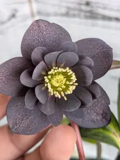 値上げしました【現品・ポットまま発送】下原園芸　クリスマスローズ八重咲ブラック⑳