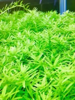 しずえ様 リクエスト 3点 まとめ商品