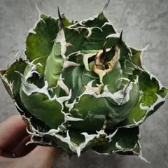 2026年最新】チタノタ スーパーの人気アイテム - メルカリ