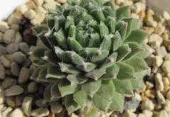 2026年最新】センペルビウムの人気アイテム - メルカリ