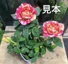 julie12345678様 リクエスト 2点 まとめ商品