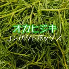 当日朝採り☆オカヒジキコンパクトボックス直送のサムネイル